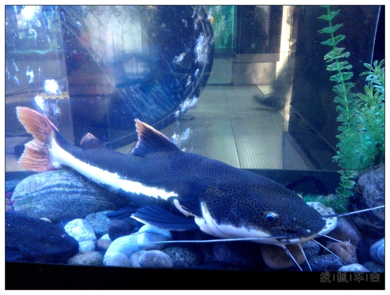 [北车写手]商场里的大鱼缸和大鱼