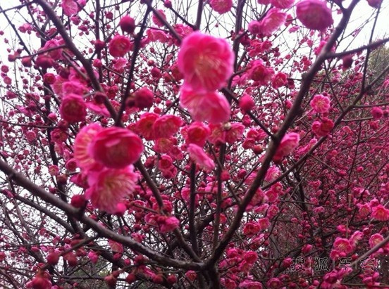 你是一树一树的花开,你是燕子在梁间的呢喃_荣