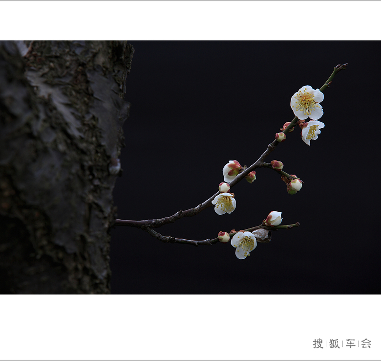 无意苦争春,一任群芳妒