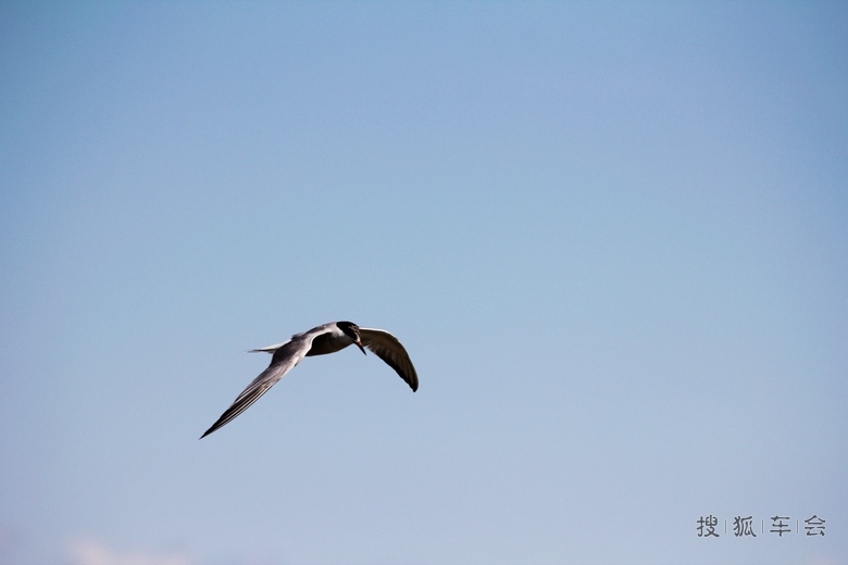 10100655.JPG_s780