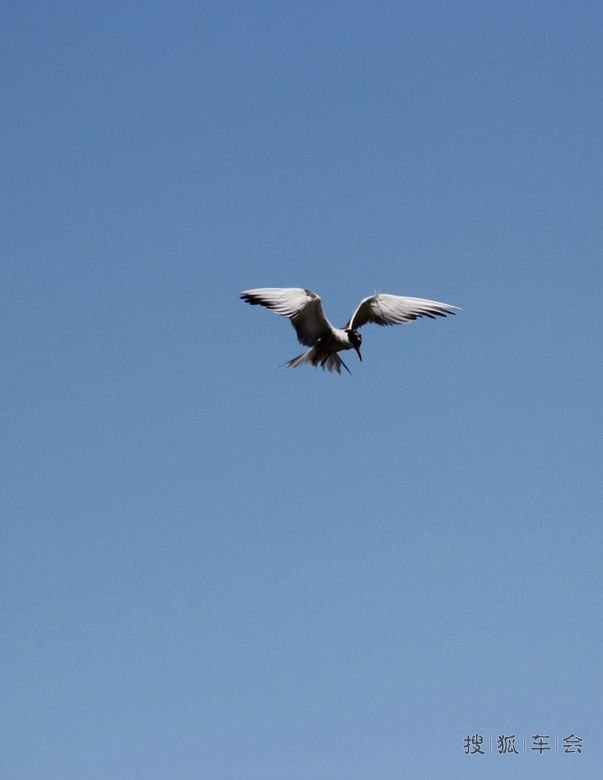 10100681.JPG_s780
