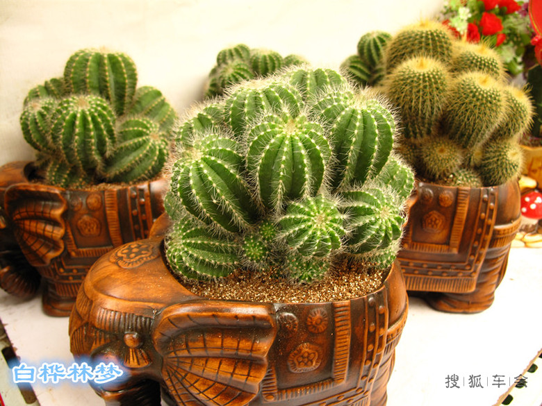 [身边的美景-玉泉营花卉市场]