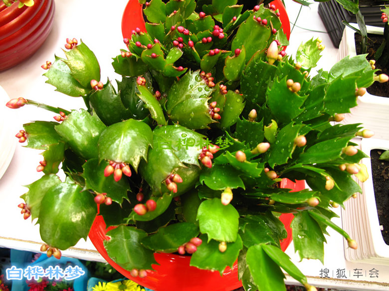 [身边的美景-玉泉营花卉市场]