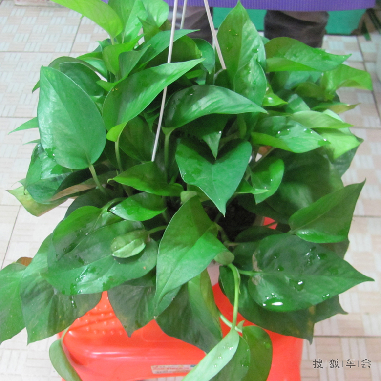 北方室内养什么花适合?