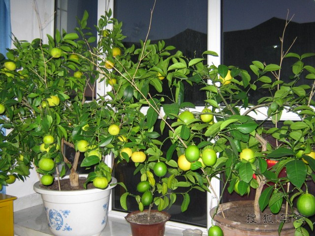 北方室内养什么花适合?