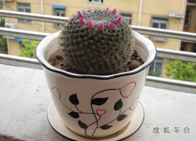 北方室内养什么花适合?