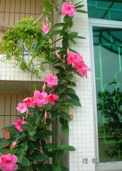 北方室内养什么花适合?