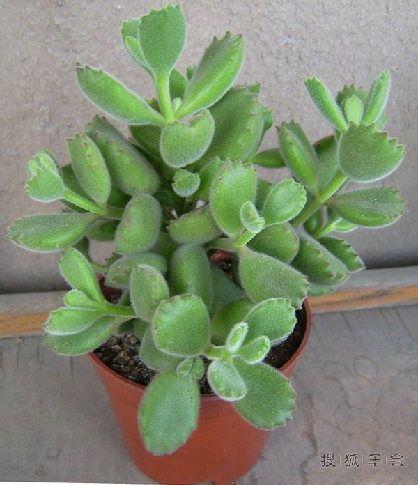 北方室内养什么花适合?