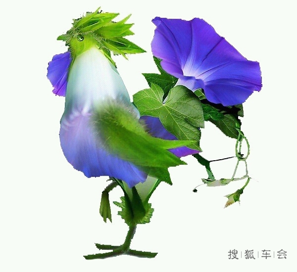 漂亮的大公鸡_北京比亚迪S6