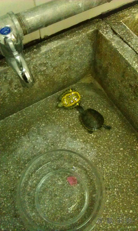 曾经养的小乌龟