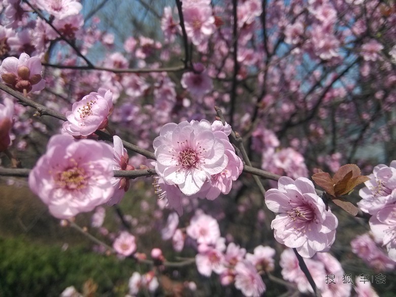 春风吹红了谁的脸
