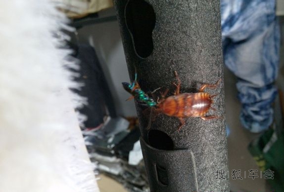 恐怖的扁头泥蜂