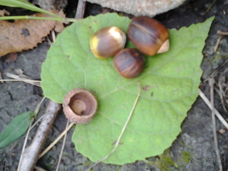 各种野花和树上的疤瘌疖子.