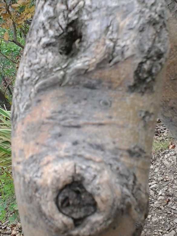 各种野花和树上的疤瘌疖子.