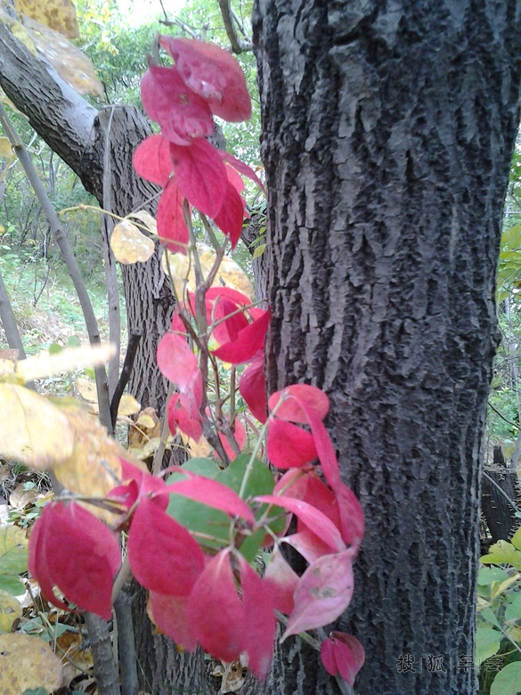 各种野花和树上的疤瘌疖子.