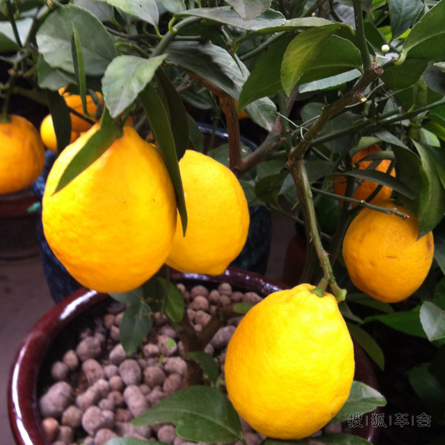 再去玉泉营花卉市场买多肉花