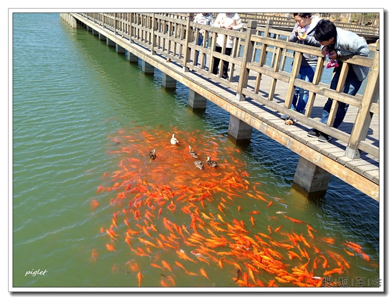 天高气爽 赏花看鱼_北京车友会_搜狐车友会