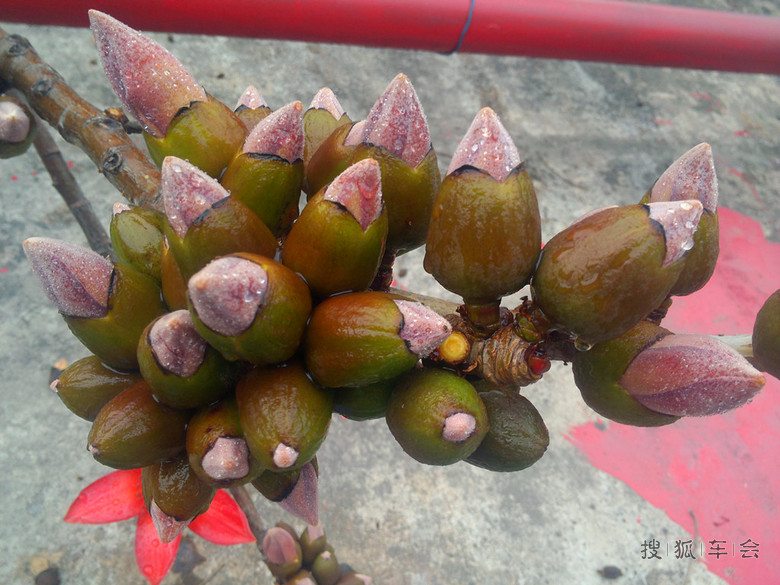木棉花开的春天_广州车友会_搜狐车友会