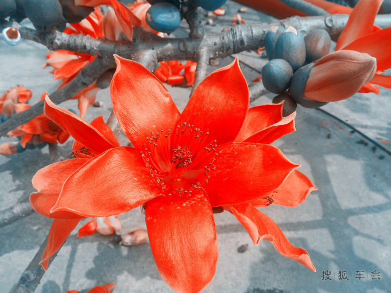 木棉花开的春天_广州车友会_搜狐车友会