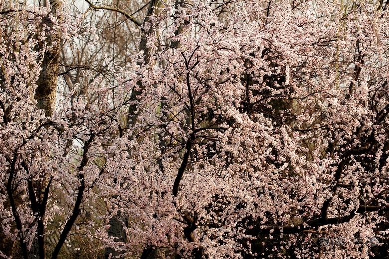 10242274.JPG_s780