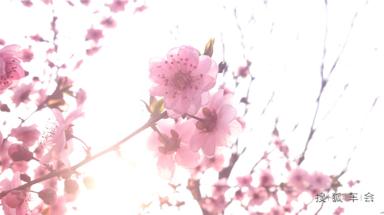 粉色花的紫叶李_速腾-我行我速_搜狐车友会