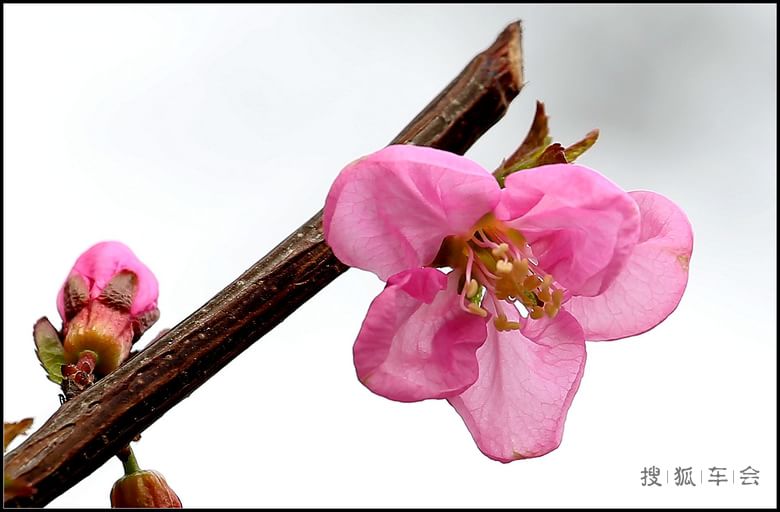 【车友出游】【乐快】初放的榆叶梅