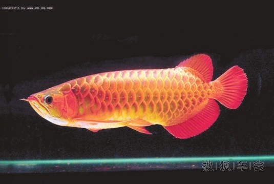 昆明老奶奶把孙子养的观赏鱼红烧做菜 称口感