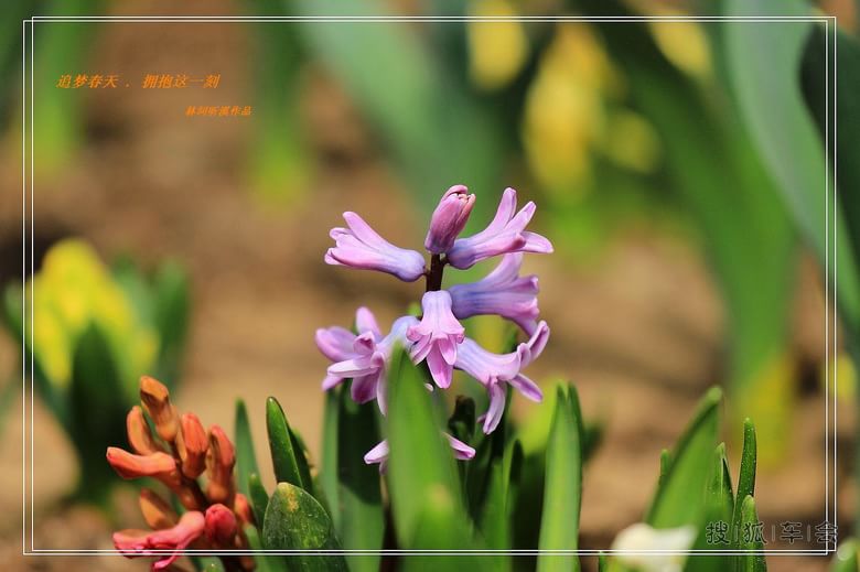 [原创]追梦春天拥抱这一刻