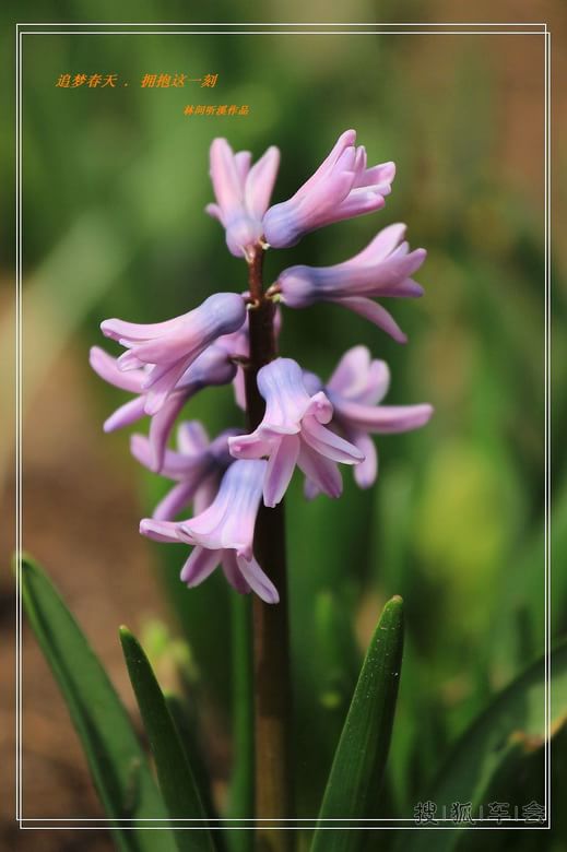 [原创]追梦春天拥抱这一刻_北京炫丽人生平车