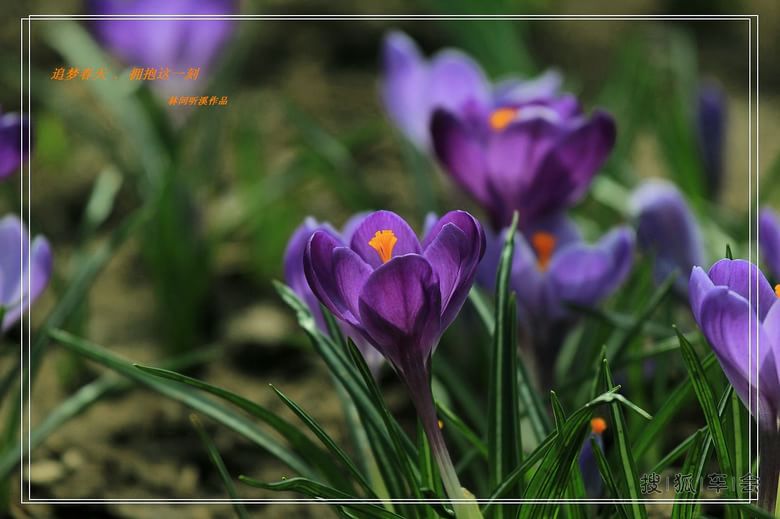 [原创]追梦春天拥抱这一刻