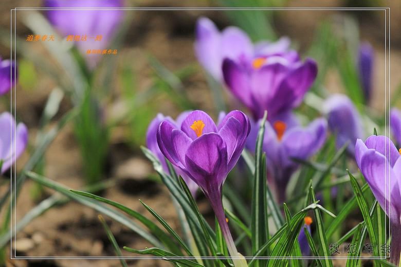 [原创]追梦春天拥抱这一刻_北京炫丽人生平车