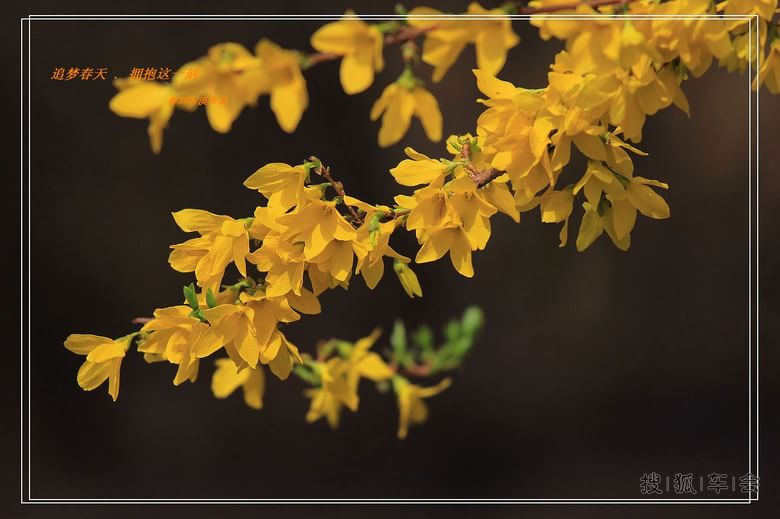 [原创]追梦春天拥抱这一刻