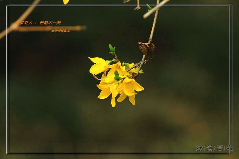 [原创]追梦春天拥抱这一刻