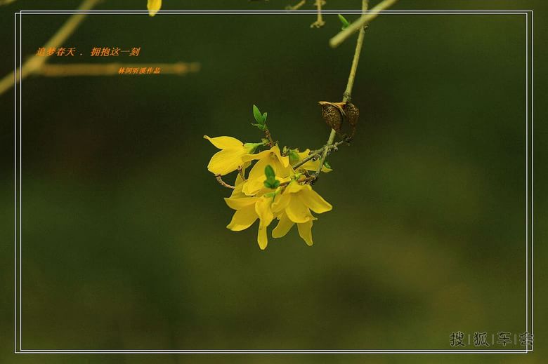 [原创]追梦春天拥抱这一刻