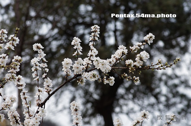果园里的樱桃花开了_狐拍社_搜狐车友会