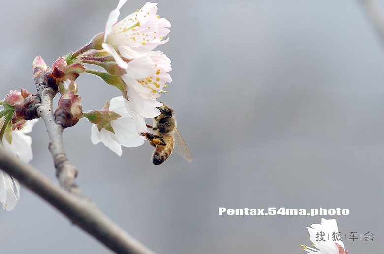 果园里的樱桃花开了_狐拍社_搜狐车友会