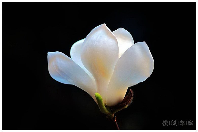 上海市花白玉兰_江苏车友会_搜狐车友会