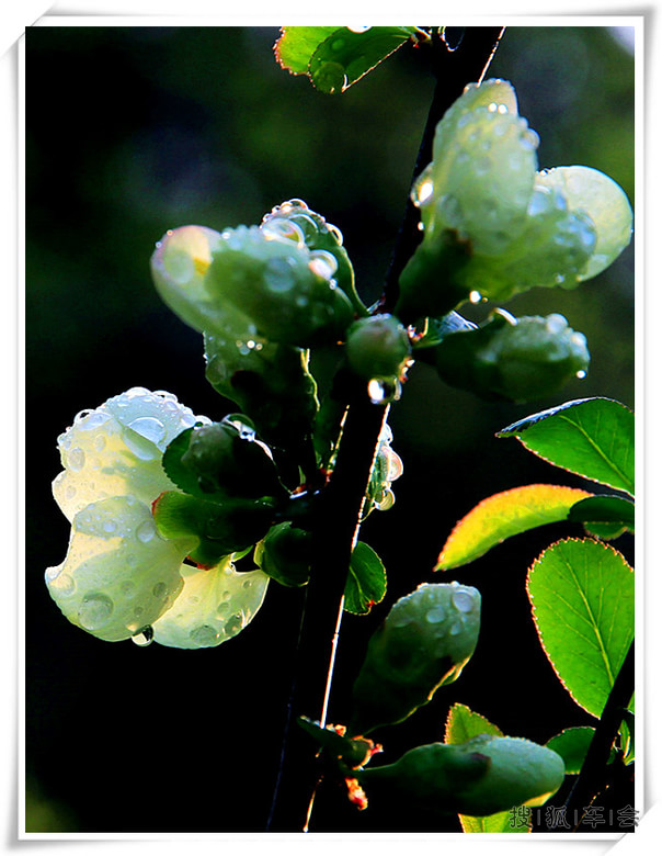 【车友生活】【啥都没意思啊】梅园赏花