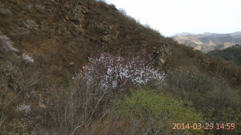 桃花满山的大榛峪长城