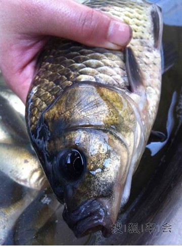 最让人心动的是:钓鱼的好日子来啦!_荣威550论