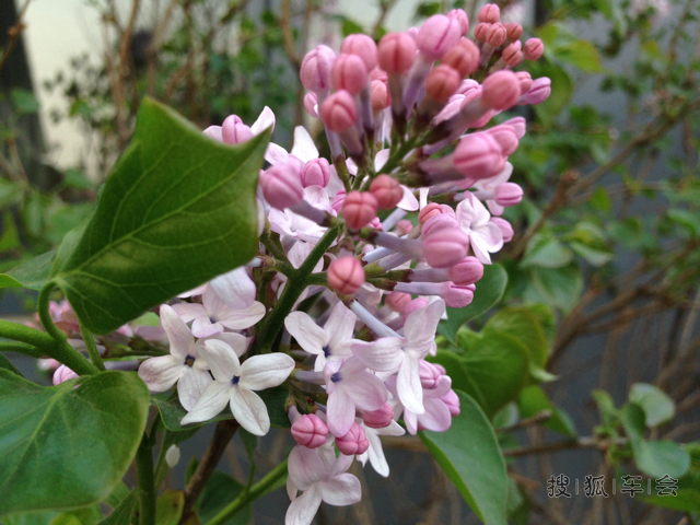 【青儿】手机拍丁香_汽车60部队