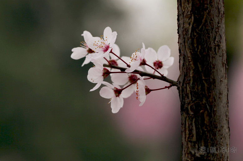 春天里绽放的花朵_北京比亚迪S6