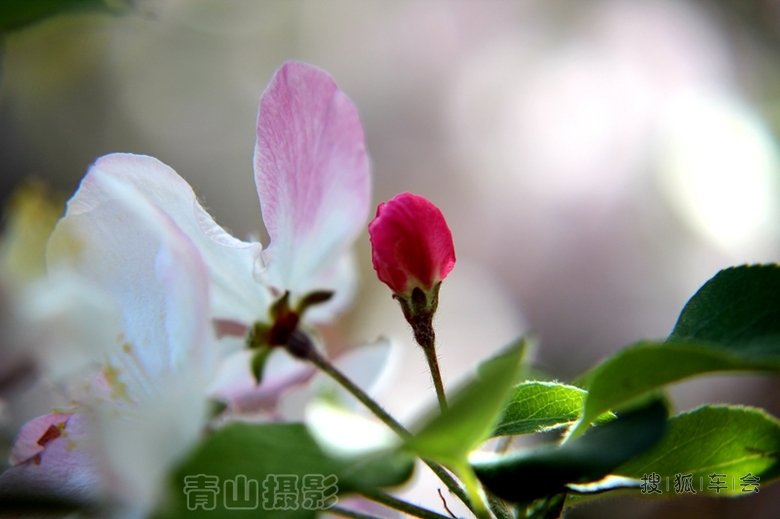 10376877.jpg_s780