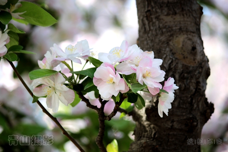 10378740.jpg_s780