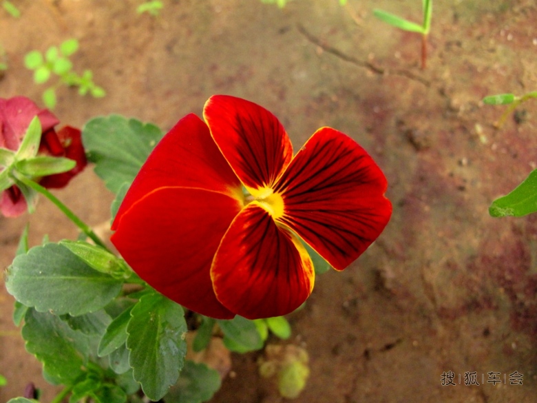 [花仙子万花园年票游--男人也可以爱花]