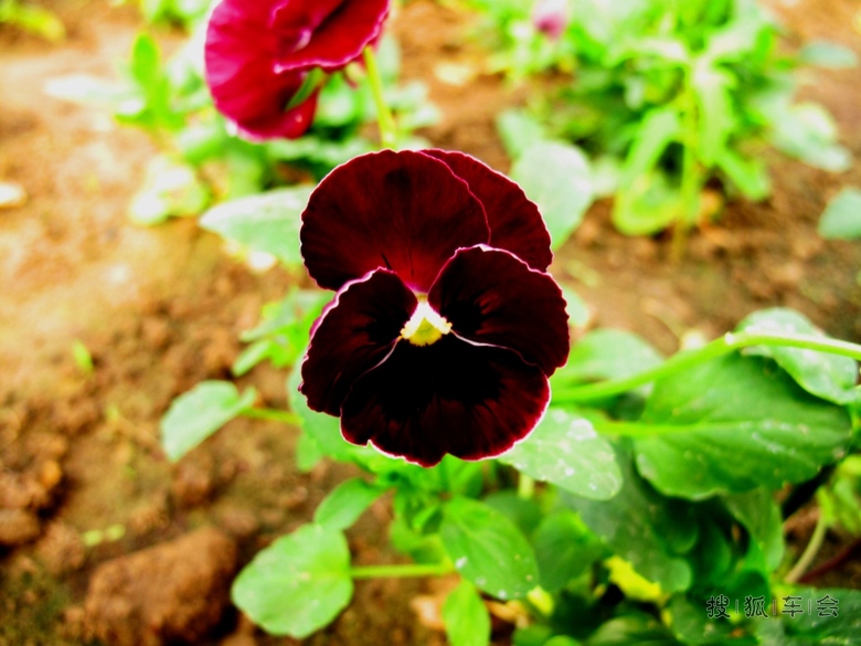 [花仙子万花园年票游--男人也可以爱花]