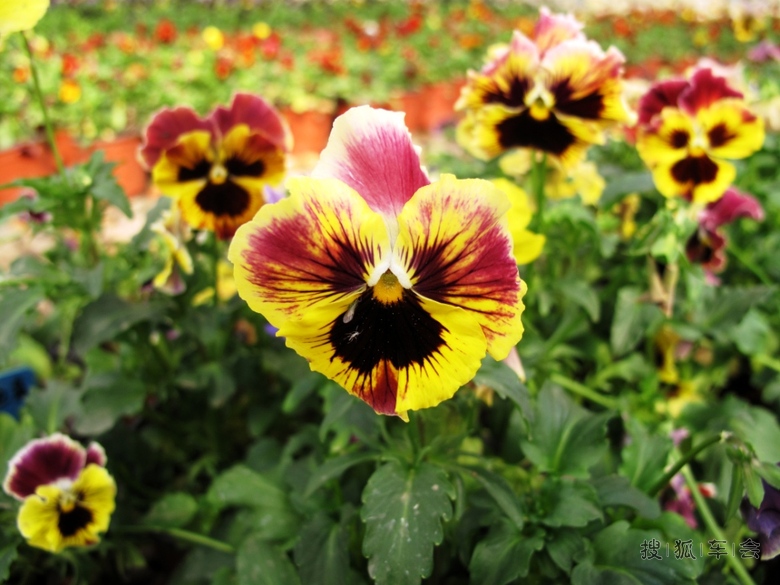 [花仙子万花园年票游--男人也可以爱花]