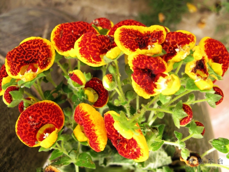 [花仙子万花园年票游--男人也可以爱花]