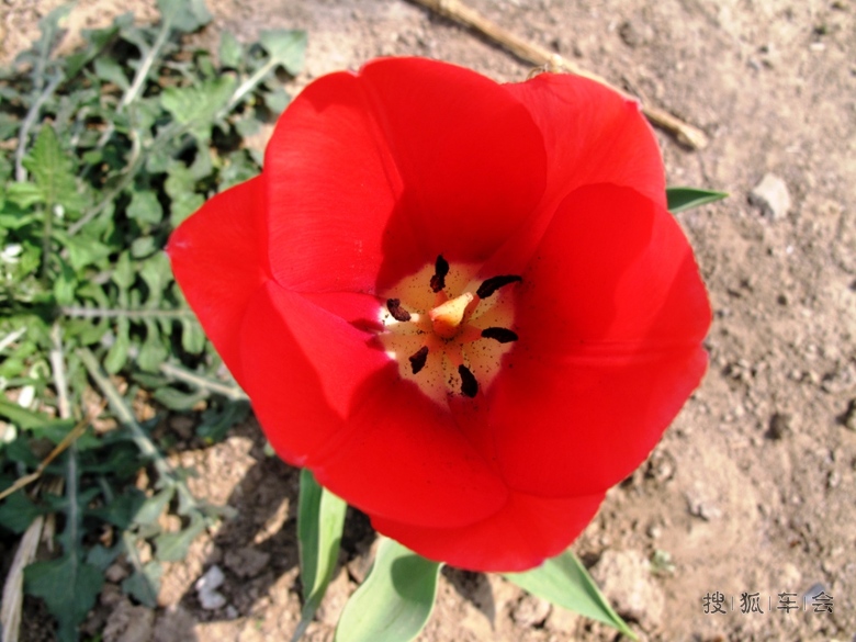 [花仙子万花园年票游--男人也可以爱花]