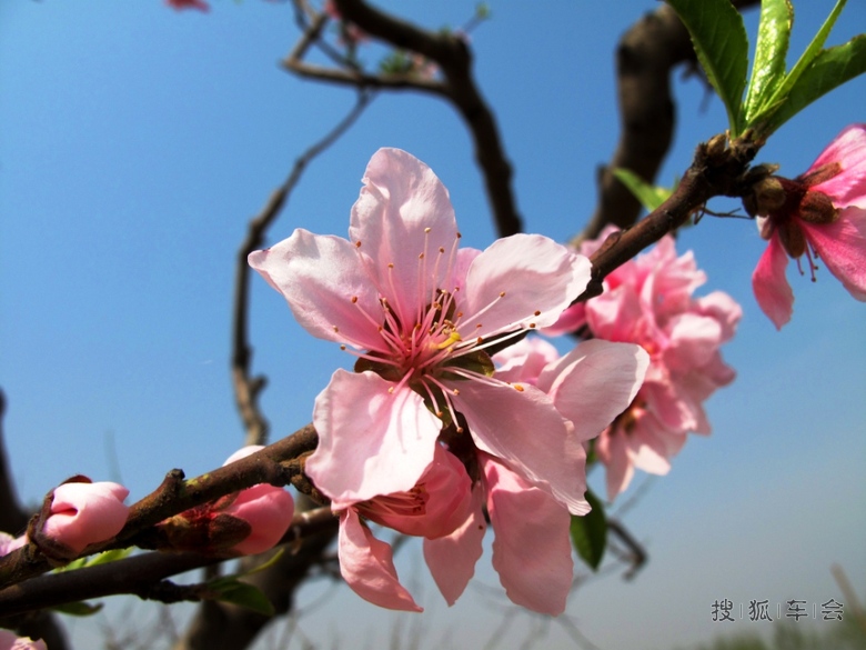 [花仙子万花园年票游--男人也可以爱花]